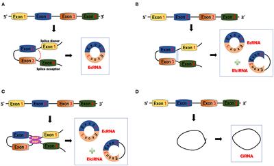 CircHIPK3 Plays Vital Roles in Cardiovascular Disease